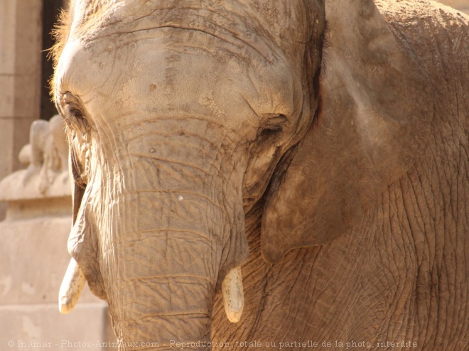 Photo d'Elphant d'afrique