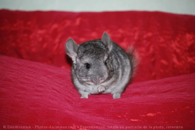 Photo de Chinchilla