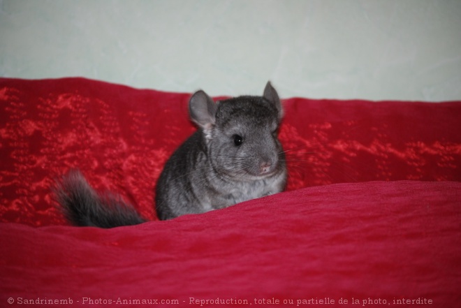 Photo de Chinchilla