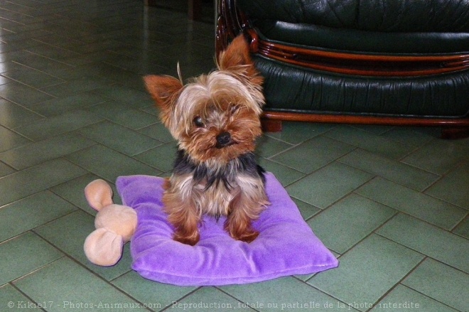 Photo de Yorkshire terrier