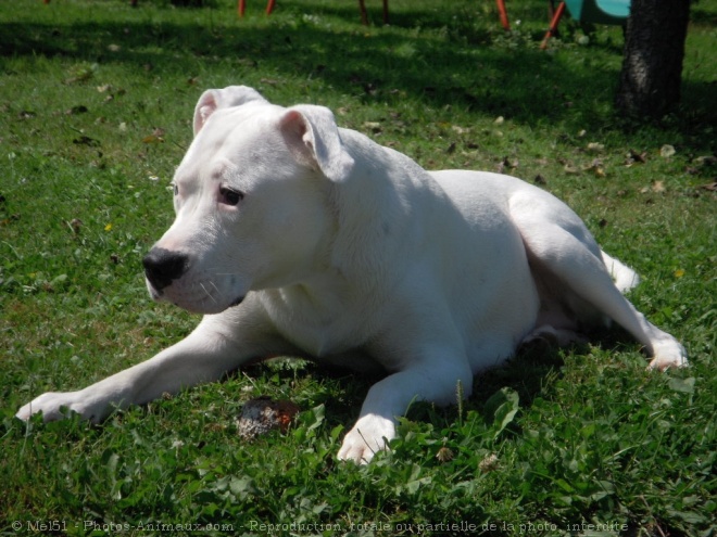 Photo de Dogue argentin