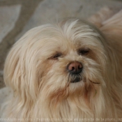 Photo de Lhassa apso