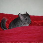 Photo de Chinchilla