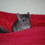 Photo de Chinchilla