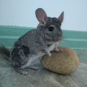 Photo de Chinchilla