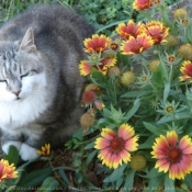 Photo de Chat domestique