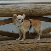 Photo de Chihuahua  poil long