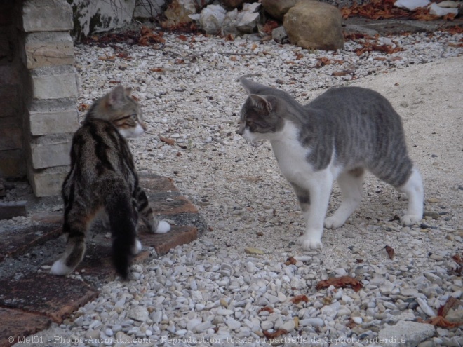 Photo de Chat domestique