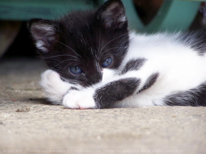 Photo de Chat domestique