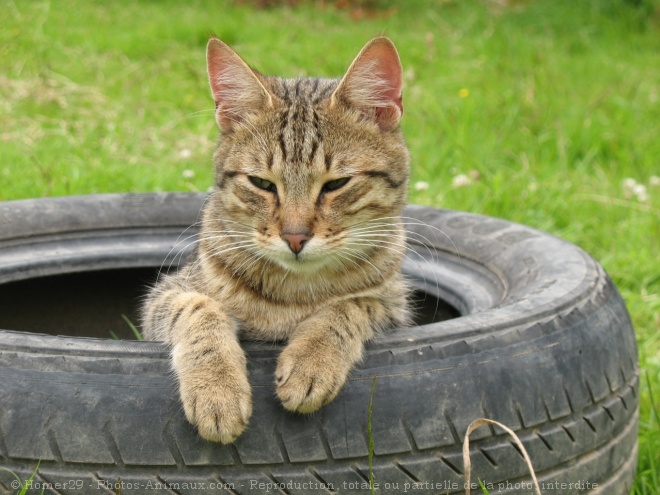 Photo de Chat domestique