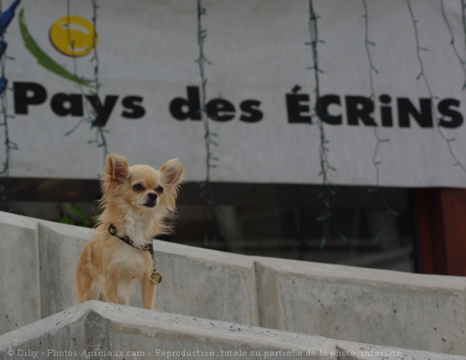 Photo de Chihuahua  poil long