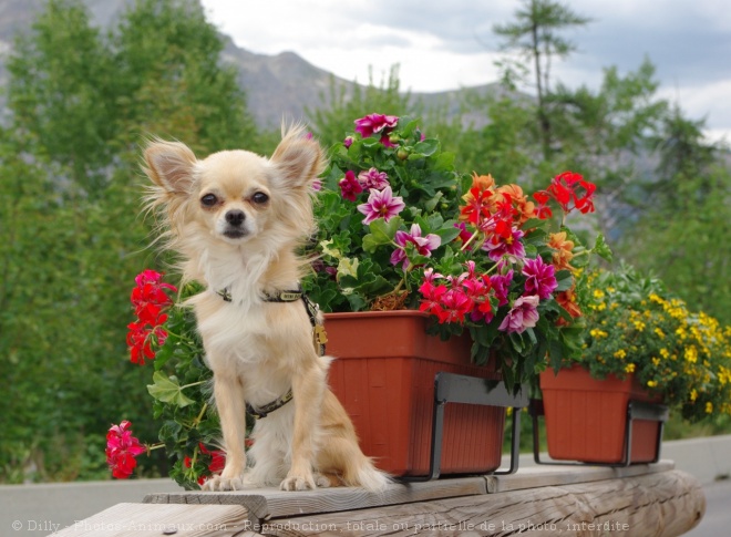 Photo de Chihuahua  poil long