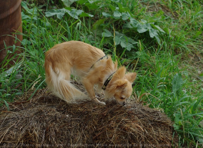 Photo de Chihuahua  poil long