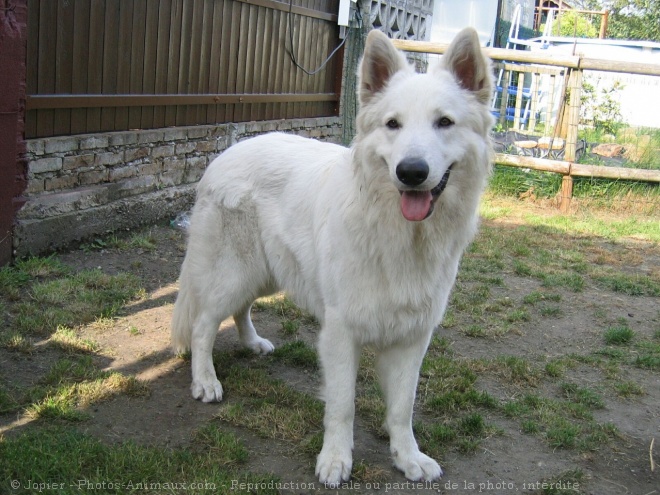 Photo de Berger blanc suisse