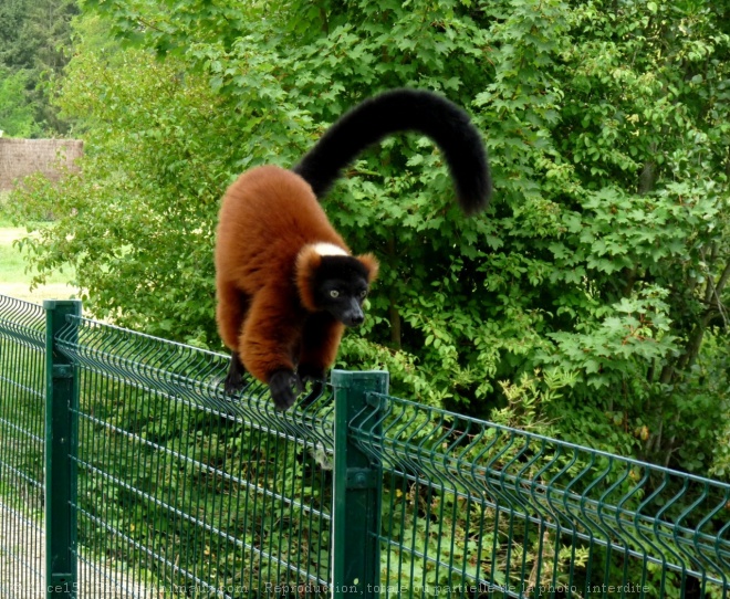 Photo de Lmurien - maki vari roux