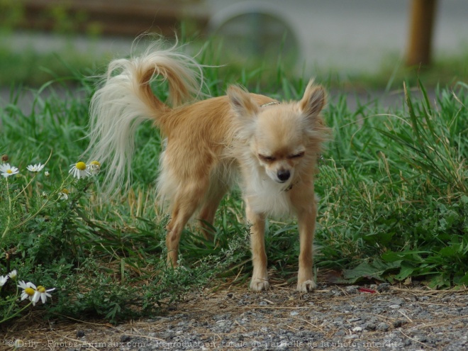 Photo de Chihuahua  poil long