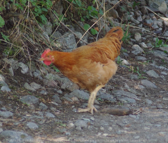 Photo de Poule