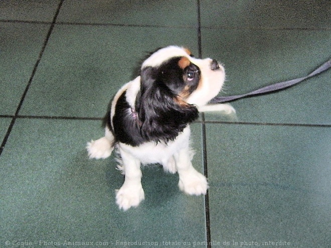 Photo de Cavalier king charles spaniel