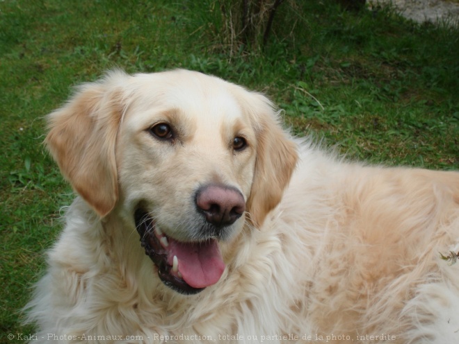 Photo de Golden retriever