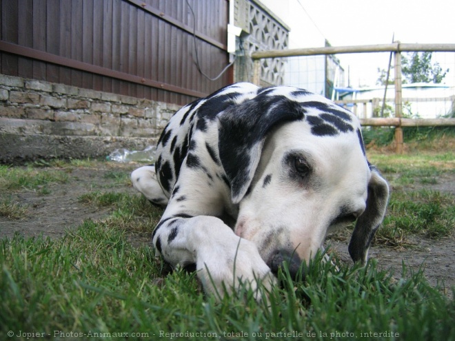 Photo de Dalmatien