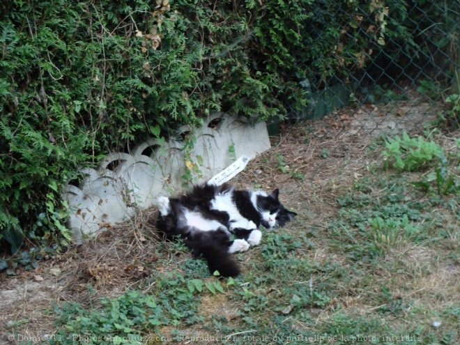 Photo de Chat domestique