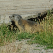 Photo de Marmotte