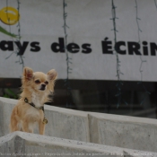 Photo de Chihuahua  poil long