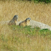 Photo de Marmotte