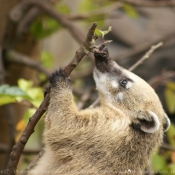 Photo de Coati