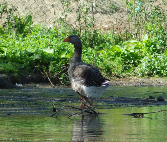 Photo d'Oie cendre