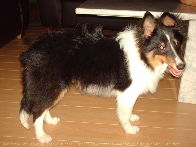 Photo de Chien de berger des shetland