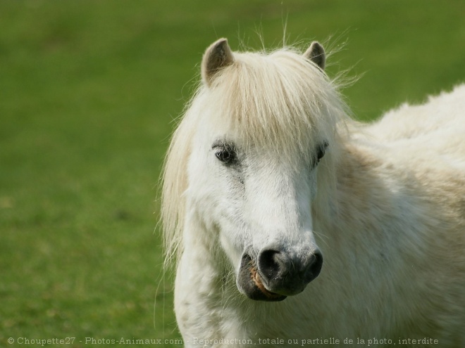 Photo de Poney (toutes races)