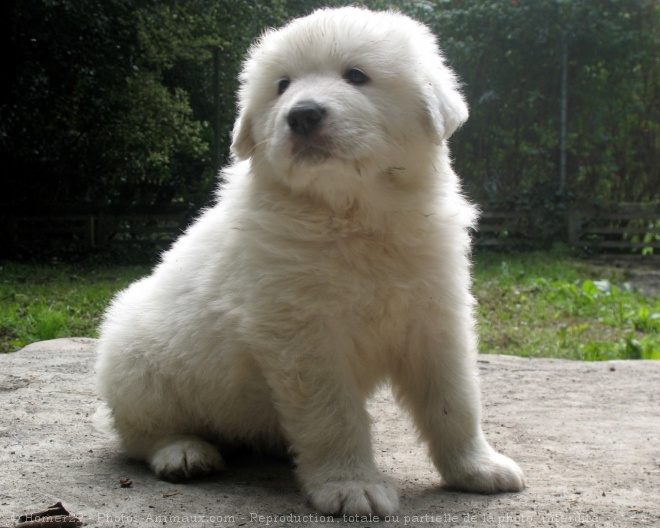 Photo de Chien de montagne des pyrnes