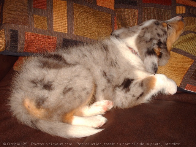 Photo de Chien de berger des shetland