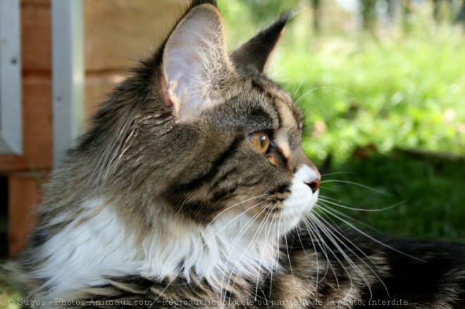 Photo de Maine coon