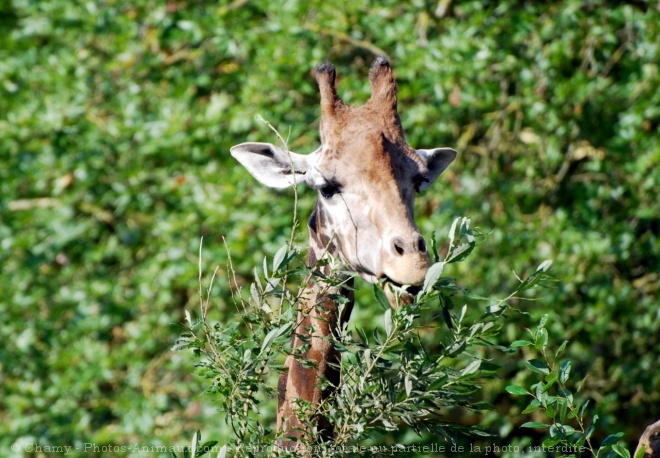 Photo de Girafe