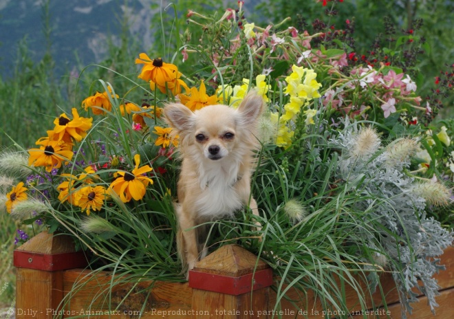 Photo de Chihuahua  poil long