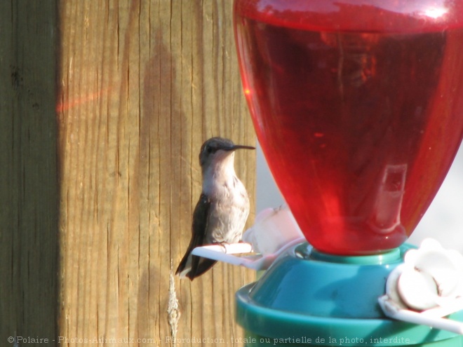 Photo de Colibri