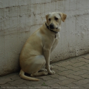 Photo de Labrador retriever