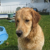 Photo de Golden retriever