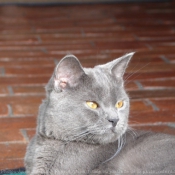 Photo de Chartreux