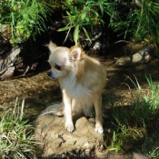 Photo de Chihuahua  poil long