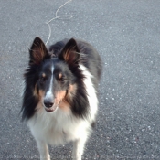 Photo de Chien de berger des shetland