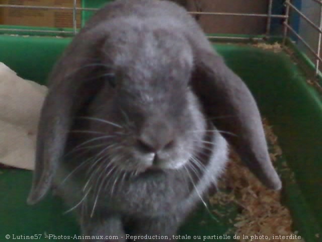 Photo de Lapin