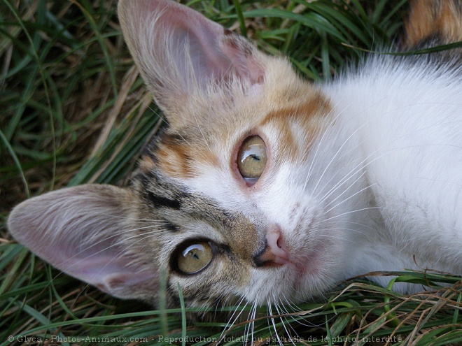 Photo de Chat domestique