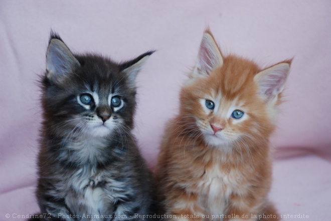 Photo de Maine coon