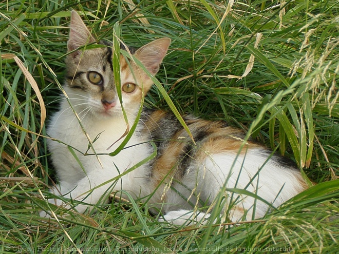 Photo de Chat domestique