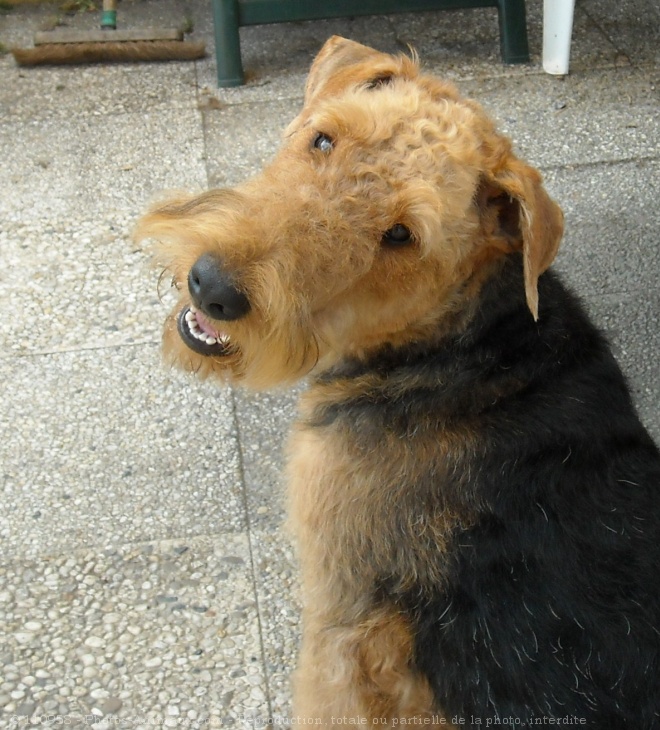 Photo d'Airedale terrier