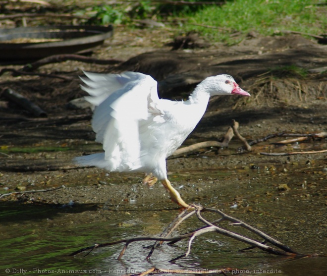 Photo de Canard