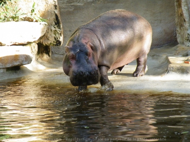 Photo de Hippopotame